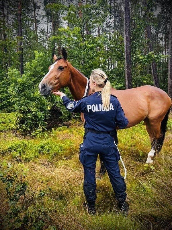 Galopujący koń na drodze ekspresowej S6! Nietypowa interwencja.