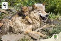 Wilki w Zęblewie – apel o ostrożność! Jak chronić zwierzęta i jak się zachować?